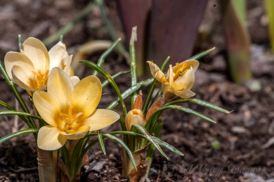 Spring Nature Flowers Yellow Crocus