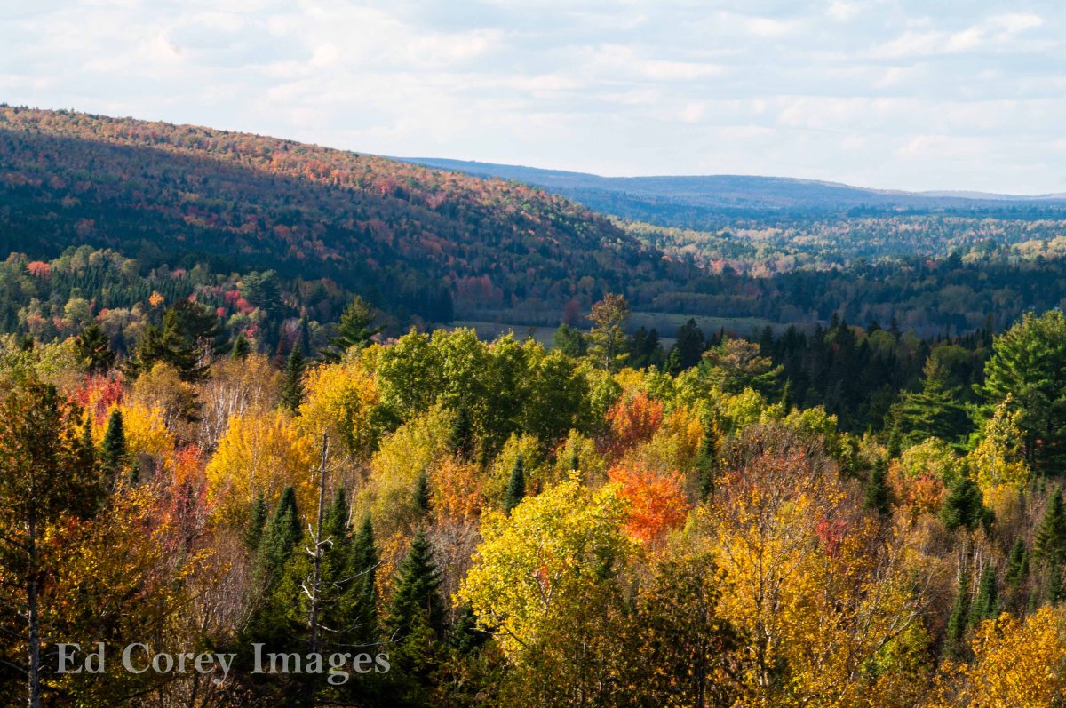 Color, maple trees, Valley, New Brunswick, colour